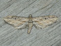 Eupithecia acutipennis