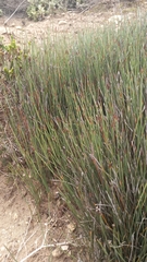 Hypodiscus procurrens