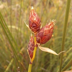 Hypodiscus alboaristatus