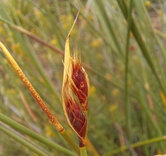 Hypodiscus alboaristatus