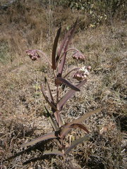 Asclepias glaucescens