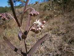 Asclepias glaucescens