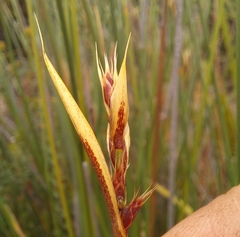 Hypodiscus alboaristatus