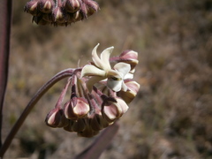 Asclepias glaucescens