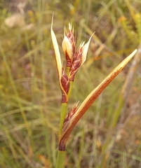 Hypodiscus alboaristatus
