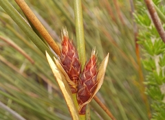 Hypodiscus alboaristatus