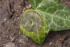Colletotrichum trichellum