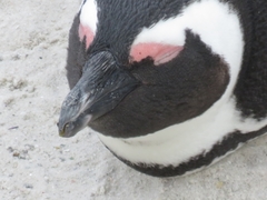 Spheniscus demersus