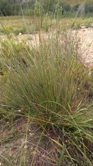 Hypodiscus alboaristatus