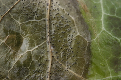 Colletotrichum trichellum