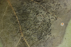 Colletotrichum trichellum