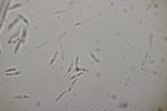 Colletotrichum trichellum