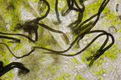 Colletotrichum trichellum