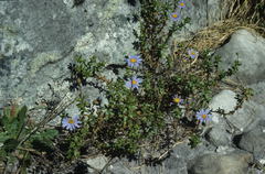 Felicia aethiopica