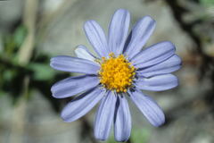 Felicia aethiopica