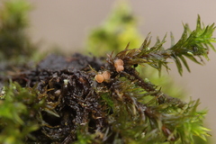 Octospora affinis