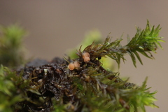 Octospora affinis