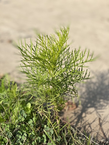 Cosmos bipinnatus