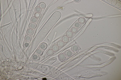 Octospora affinis