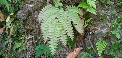 Adiantum polyphyllum