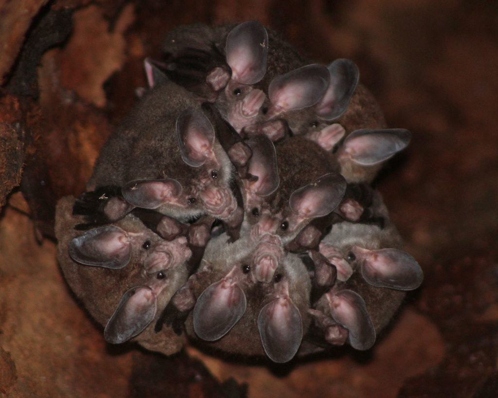 Big-eared Woolly Bat (Chrotopterus auritus) - Know Your Mammals