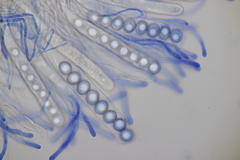 Octospora affinis