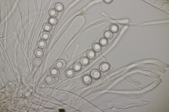 Octospora affinis