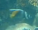 Heniochus singularius