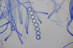 Octospora affinis