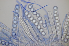 Octospora affinis