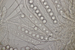 Octospora affinis