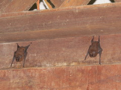 Peropteryx trinitatis