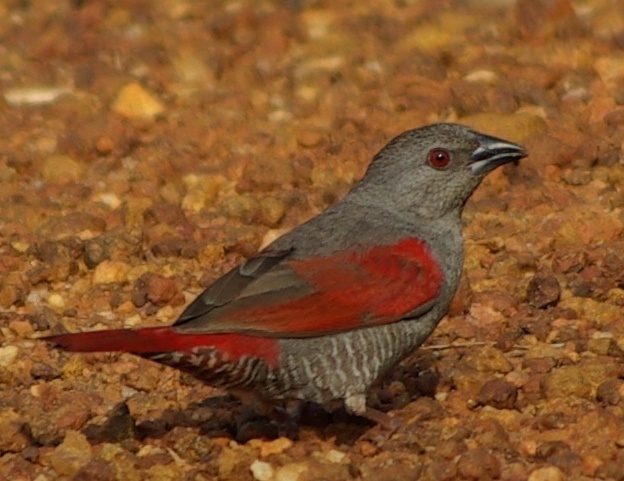 Red-winged Pytilia photo