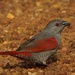 Red-winged Pytilia - Photo (c) smoghead, some rights reserved (CC BY-NC), uploaded by smoghead