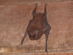 Peropteryx trinitatis