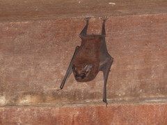 Peropteryx trinitatis
