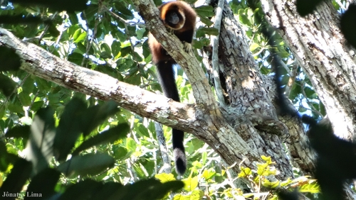 Río Purus Titi (Cheracebus purinus) · iNaturalist Canada