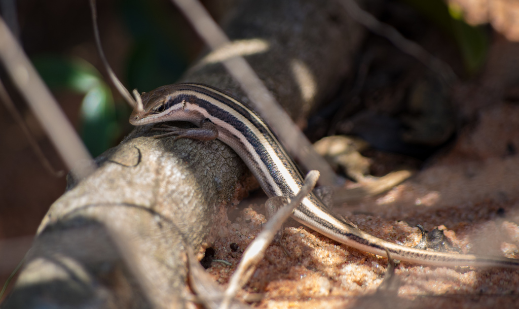 Bocage's Skink