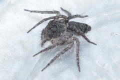 Hamataliwa grisea