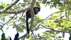 Collared Titi photo 2