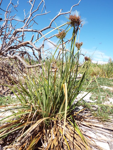 Bryan's flatsedge (Cyperus pennatiformis var. bryanii)