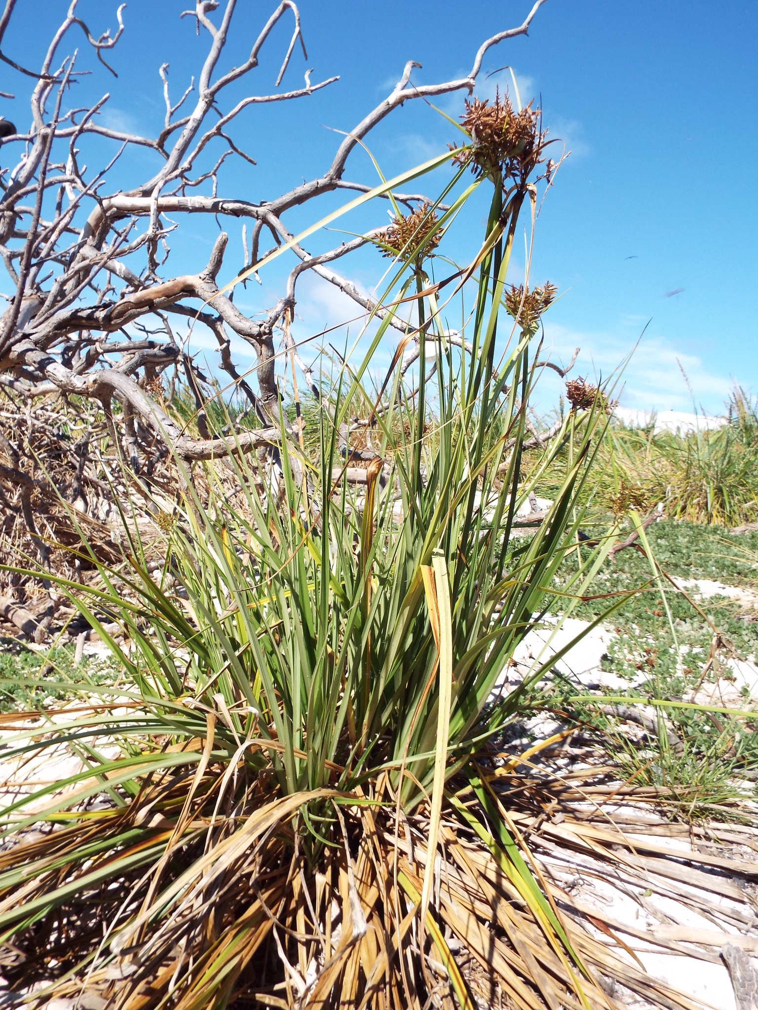 Cyperus pennatiformis