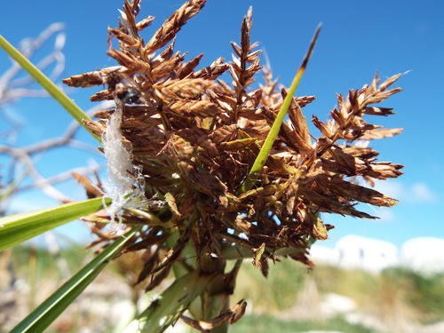 Cyperus pennatiformis