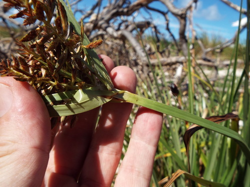 Cyperus pennatiformis