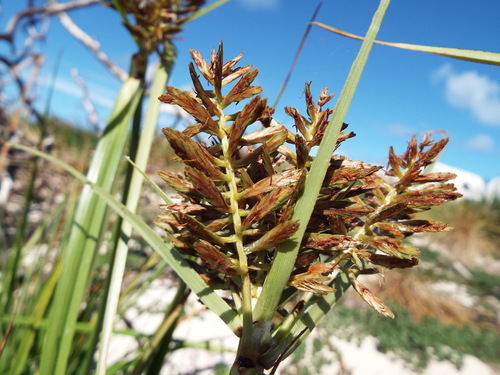Cyperus pennatiformis