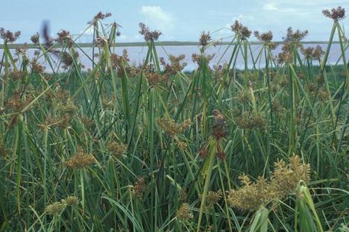 Cyperus pennatiformis