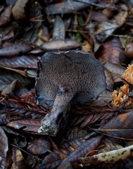 Hydnellum fuscoindicum