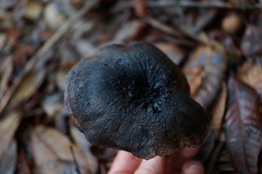 Hydnellum fuscoindicum