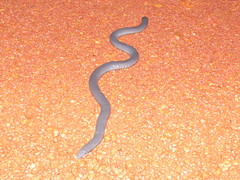 Caecilia tentaculata