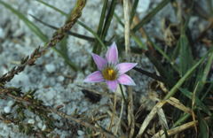 Romulea rosea australis